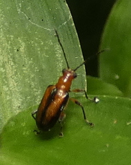 Lemini