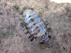 Sypharochiton sinclairi