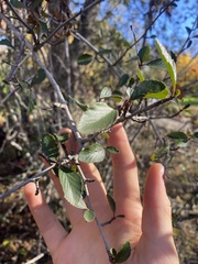 Cercocarpus betuloides