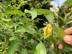 Artabotrys hexapetalus