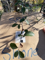 Cercocarpus betuloides