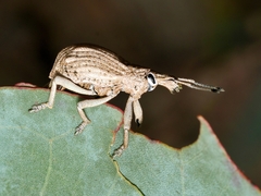 Leptopius robustus