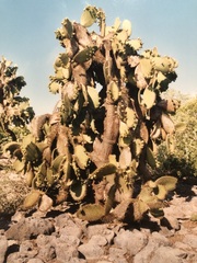 Opuntia galapageia