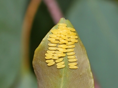 Paropsisterna cloelia