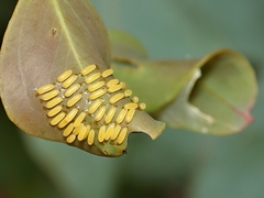 Paropsisterna cloelia