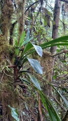 Cyrtochilum