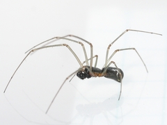 Linyphiinae
