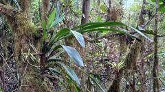 Cyrtochilum