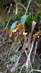 Cyrtochilum