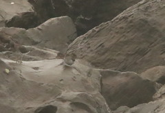 Calidris ptilocnemis