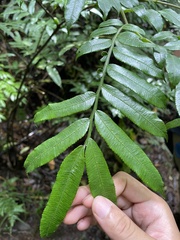 Ptisana