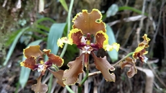 Cyrtochilum