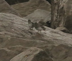 Calidris ptilocnemis