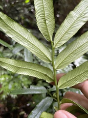 Ptisana