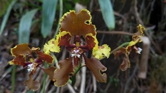 Cyrtochilum