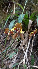Cyrtochilum