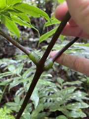 Ptisana