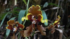 Cyrtochilum