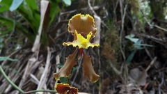 Cyrtochilum
