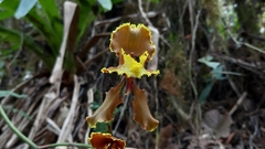 Cyrtochilum
