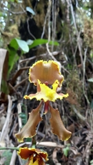 Cyrtochilum