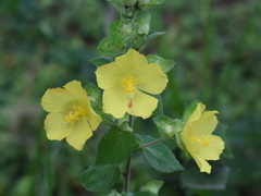 Peltaea sessiliflora