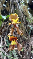 Cyrtochilum