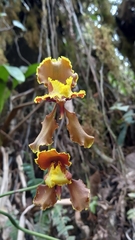 Cyrtochilum