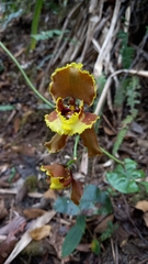 Cyrtochilum