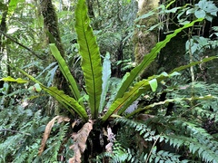 Thamnopteris