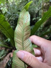 Thamnopteris