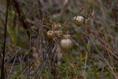 Physalis heterophylla