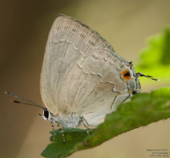 Strephonota tephraeus