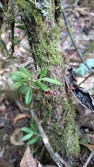 Lepanthes
