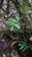 Lepanthes