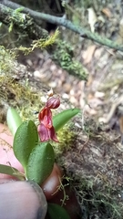 Lepanthes