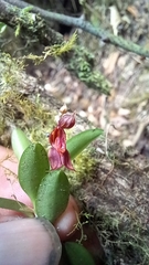 Lepanthes