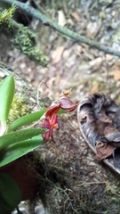 Lepanthes