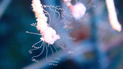 Ralpharia gorgoniae