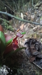 Lepanthes