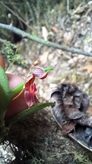 Lepanthes