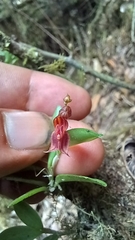 Lepanthes