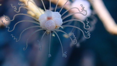 Ralpharia gorgoniae