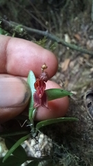 Lepanthes