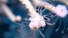 Ralpharia gorgoniae