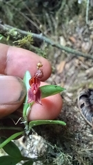 Lepanthes