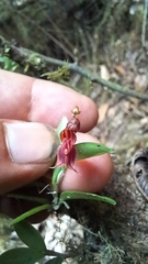 Lepanthes