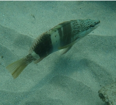 Serranus papilionaceus