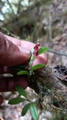 Lepanthes