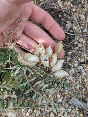 Astragalus nutans